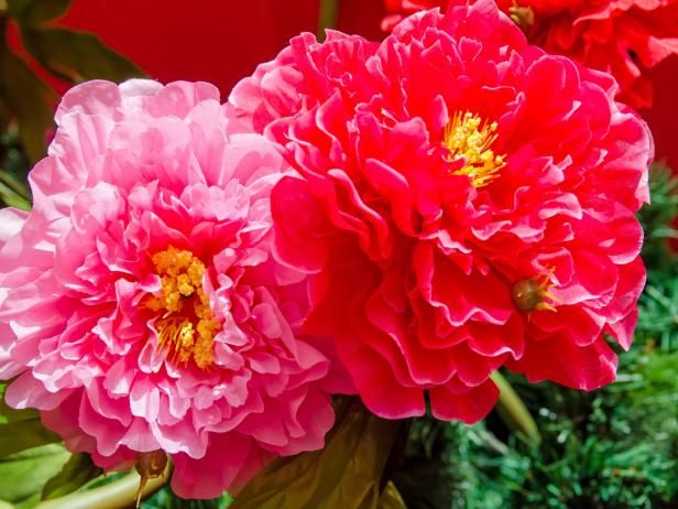 Herbaceous Peonies / Utomhus