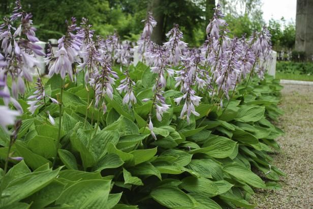 Piante di Hosta Sieboldiana / All'aperto