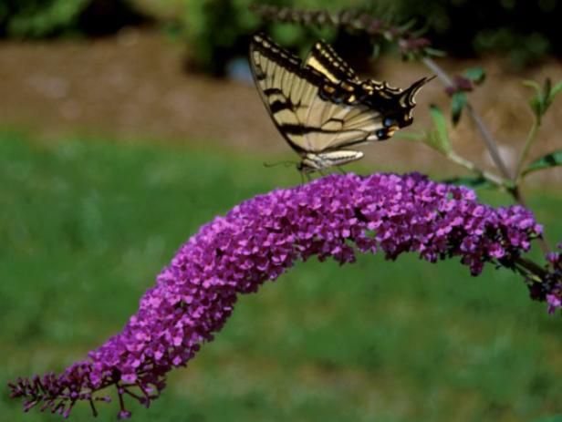 Cómo atraer mariposas / Al aire libre