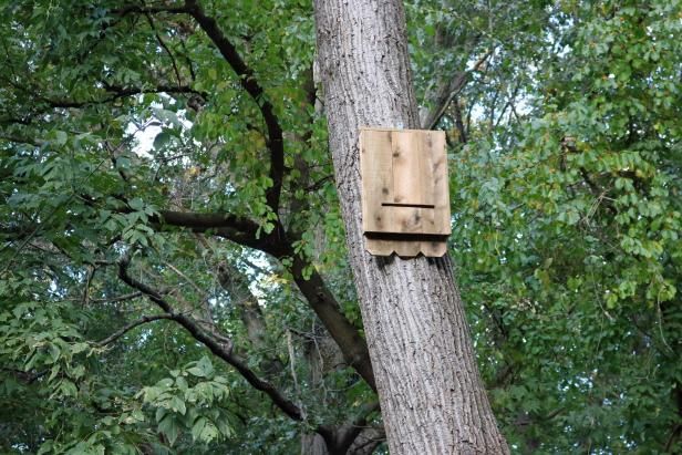 Hur man bygger en Bat House / Utomhus