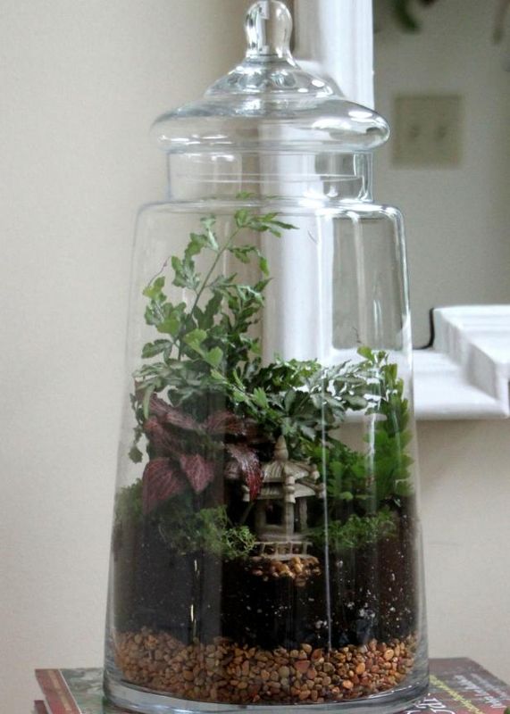 Comment choisir des plantes de terrarium et construire leur maison / En plein air