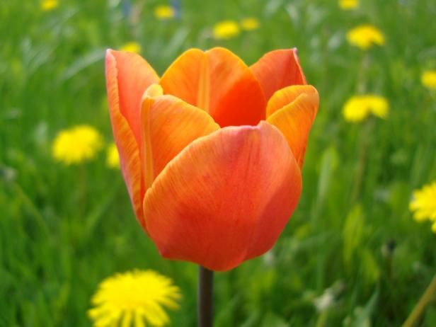 Wie man Tulpen drinnen zwingt / Draußen