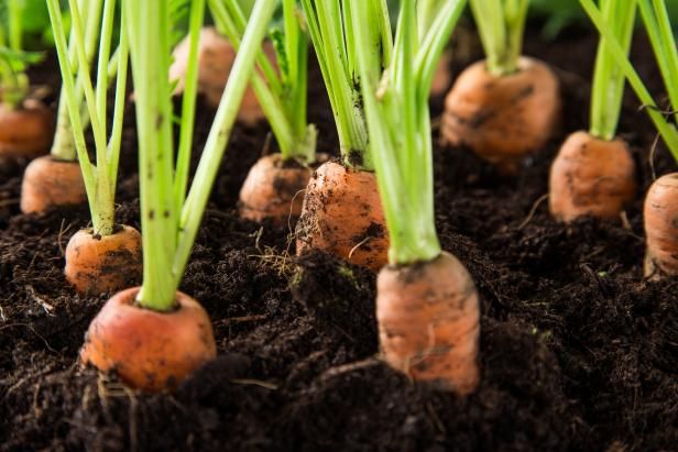 Cómo cultivar zanahorias en contenedores / Al aire libre