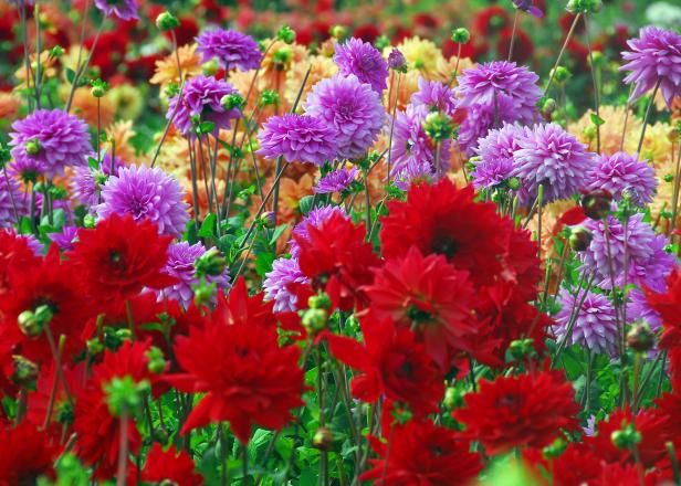 Hvordan vokse Blendende Dahlias / Utendørs