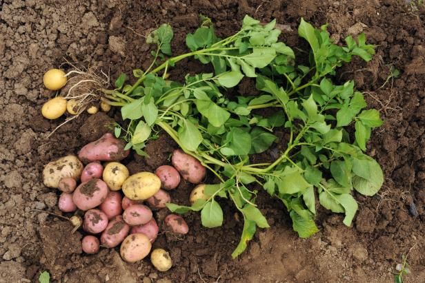 Comment faire pousser les premières pommes de terre / En plein air