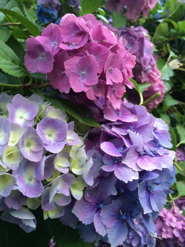 Cómo cultivar hortensias / Al aire libre