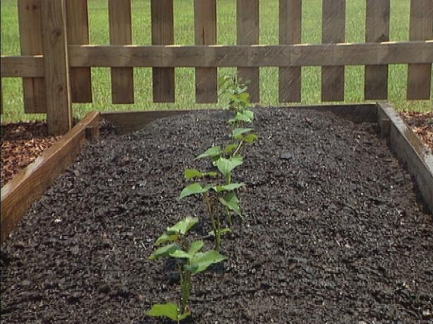 Hoe organische zoete aardappelen groeien / buitenshuis