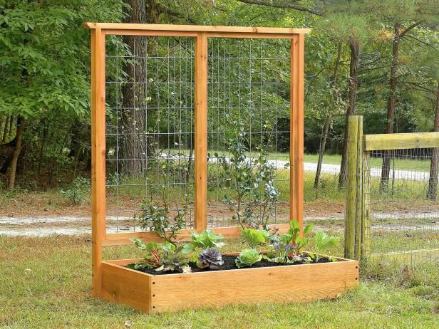 Hoe planten groeien op Trellises / buitenshuis