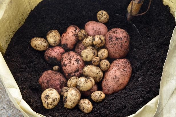 Kartoffeln in einer Tüte anbauen / Draußen