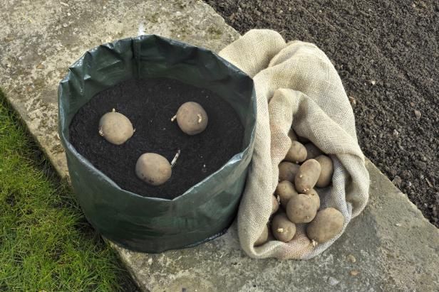 Cómo cultivar papas en recipientes / Al aire libre