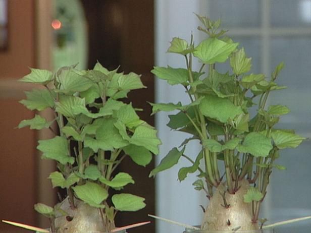 Cómo cultivar plantas de patata dulce / Al aire libre