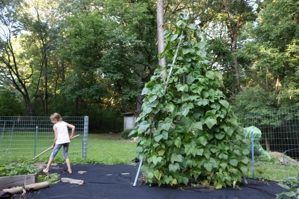 Hur man gör en Tripod Garden Trellis från PVC-rör / Utomhus