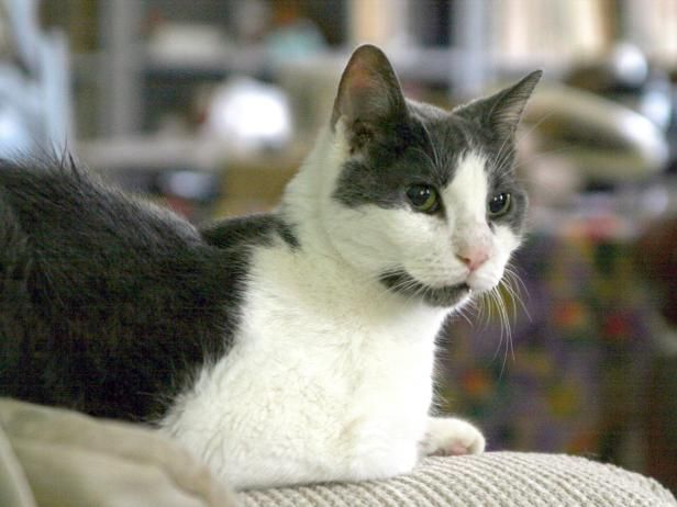 So machen Sie Thunfischplätzchen für Ihre Katze / Machen und dekorieren