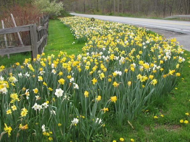 Cómo planificar un proyecto de plantación de narcisos en la carretera / Al aire libre