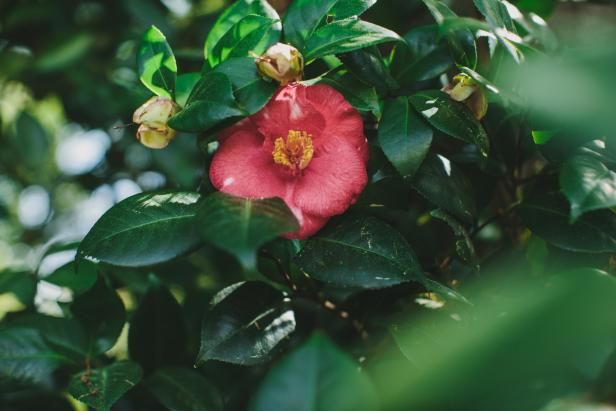 Camelia's planten / buitenshuis