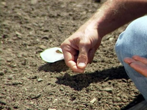 Comment planter des graines de carotte / En plein air