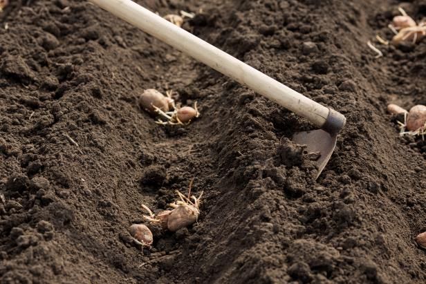 Comment planter des pommes de terre / En plein air