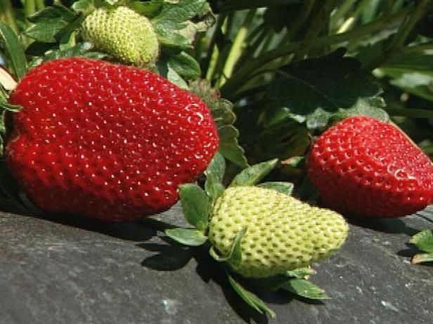 Erdbeeren pflanzen / Draußen