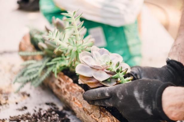 Hoe vetplanten te planten / buitenshuis