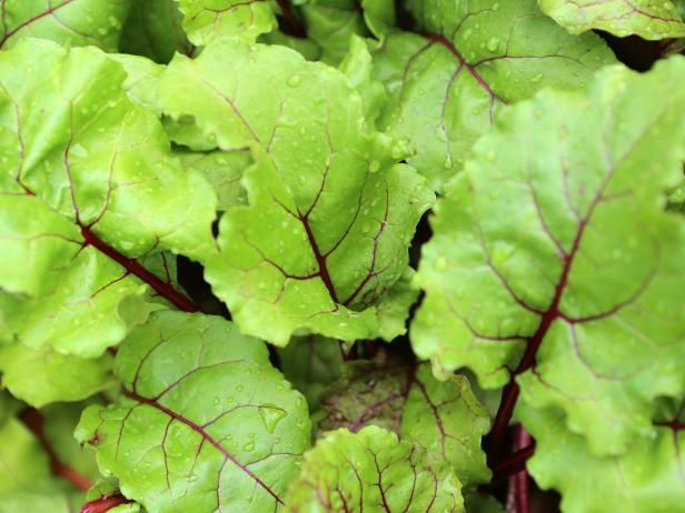 Hvordan lage, lagre og frys Beet Greens / Utendørs