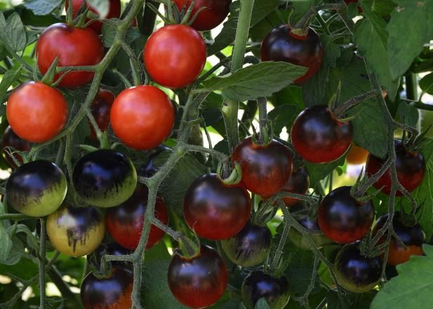 Comment tailler des tomates / En plein air