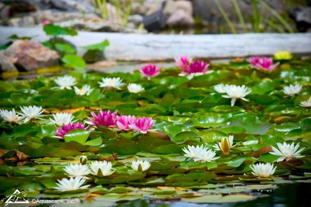 Hvordan Winterize dine Waterlilies / Utendørs