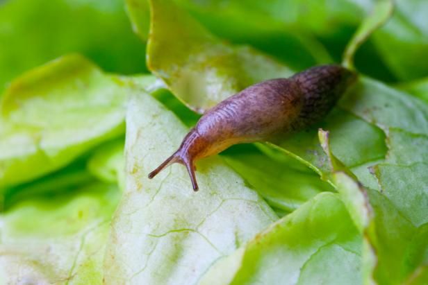 Cum poți controla slugs în grădina ta / În aer liber