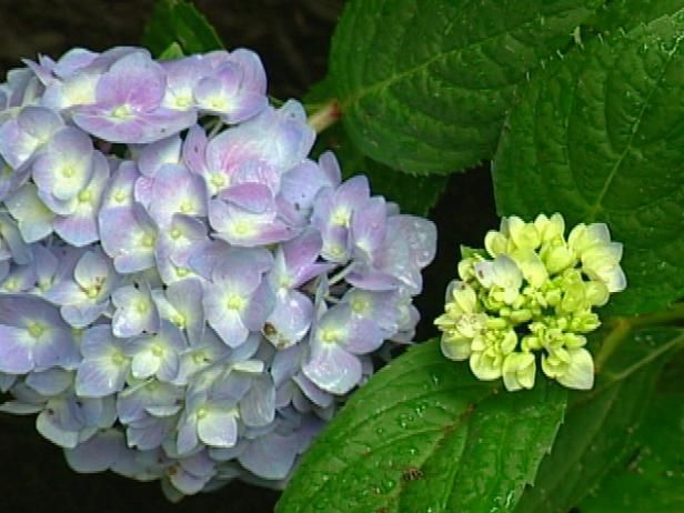 Hydrangea bloeit / buitenshuis