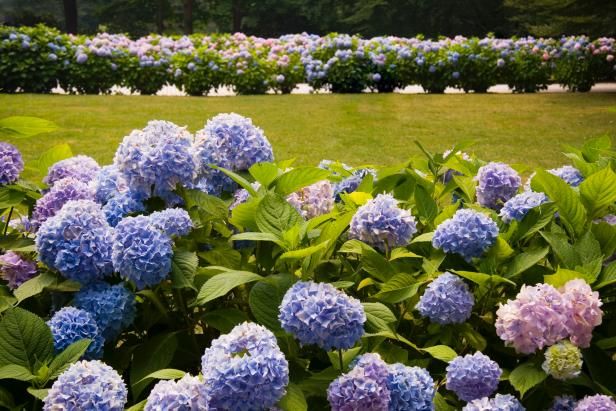 Buisson d'hortensia / En plein air