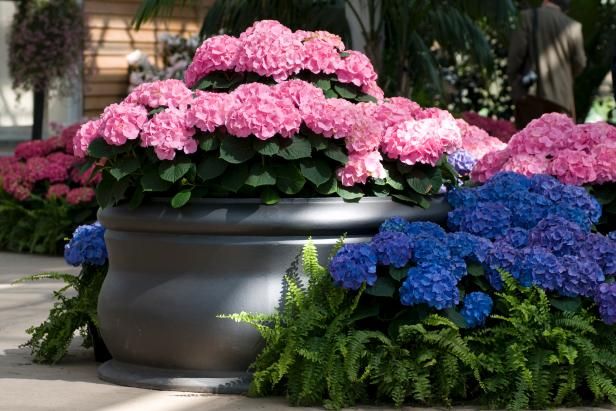 Hortensias de colores / Al aire libre