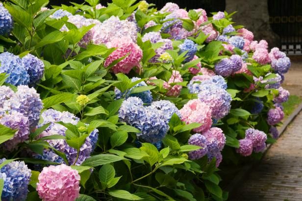 Hortensia Macrophylla / En plein air