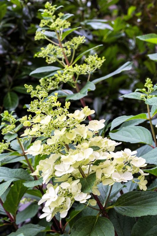 Hydrangea Paniculata / În aer liber