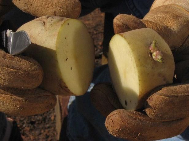 Une pomme de terre est-elle un légume? / En plein air