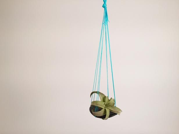 Maak een eenvoudige Air Plant Hanger / buitenshuis