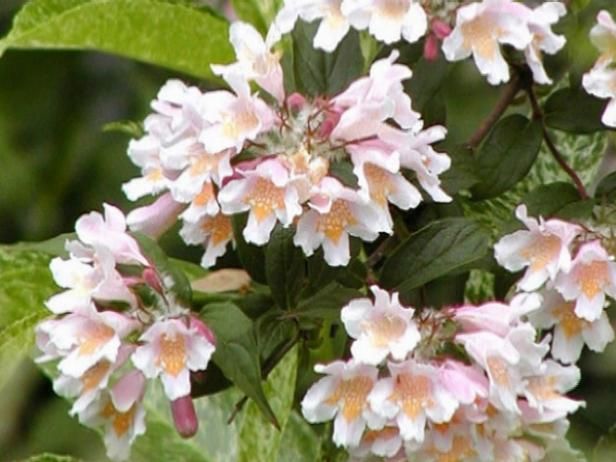 Más plantas con flores / Al aire libre