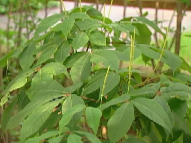 Más variedades de plantas / Al aire libre