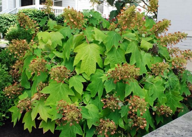 Hortensia de hoja de roble / Al aire libre