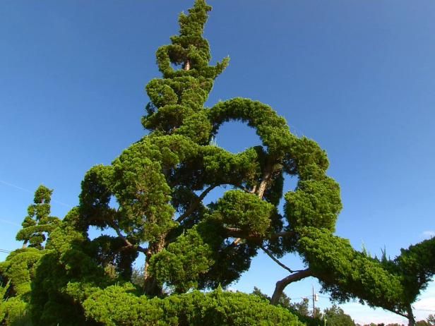 De Topiary Garden van Pearl Fryar is een verlaging van het gemiddelde / buitenshuis