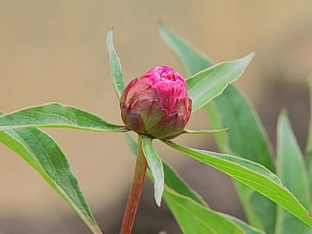 Pivoines et fourmis / En plein air