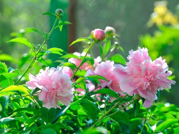 Maladies et problèmes de pivoine / En plein air