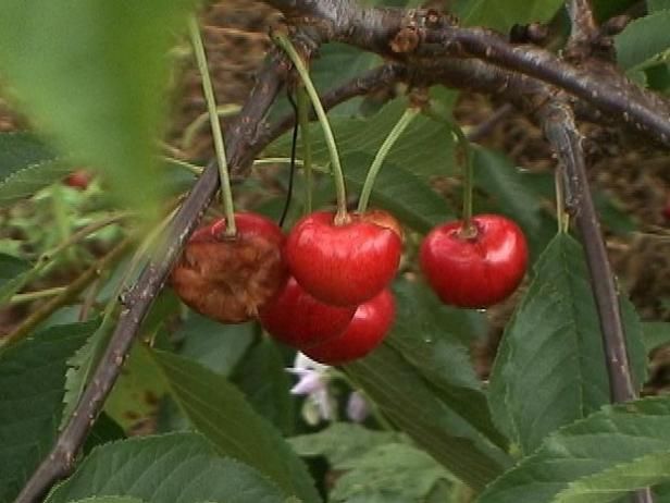 Plagas y enfermedades que plagan las cerezas / Al aire libre