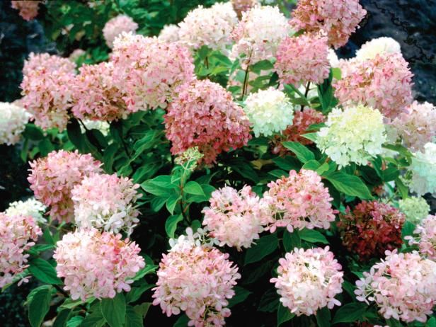 Hortensia rosa / Al aire libre