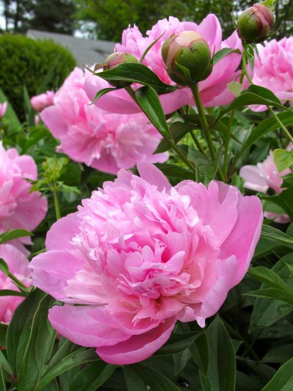 Peonias rosas / Al aire libre