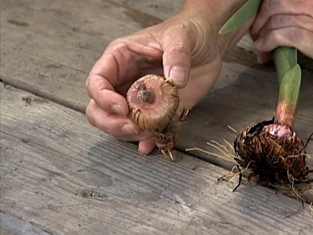 Planten en verzorgen van bloembollen / buitenshuis