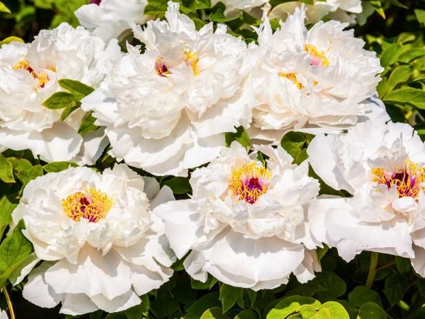 Plantera peonies / Utomhus