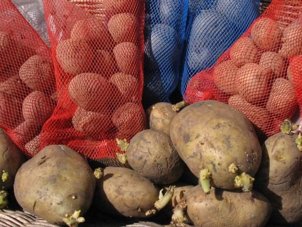 Planting Seed Potatoes / Utendørs