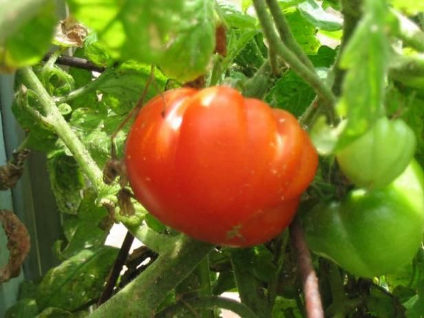 Tomaten planten / buitenshuis