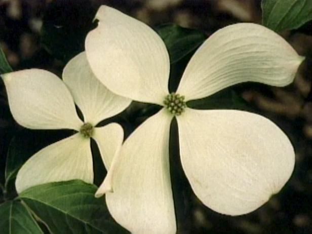 Plantarea corectă a copacilor / În aer liber