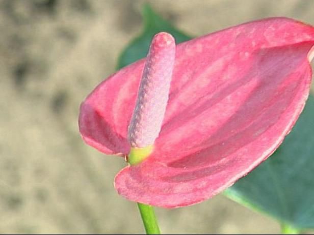 Planten en zones / buitenshuis