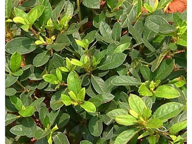 Plantas utilizadas en el paisaje del gobernador / Al aire libre